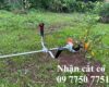 Nhận cắt cỏ, trồng cây khu vực Châu Đức, Bà Rịa Vũng Tàu giá rẻ